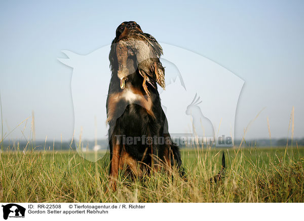 Gordon Setter apportiert Rebhuhn / Gordon Setter retrieves partridge / RR-22508