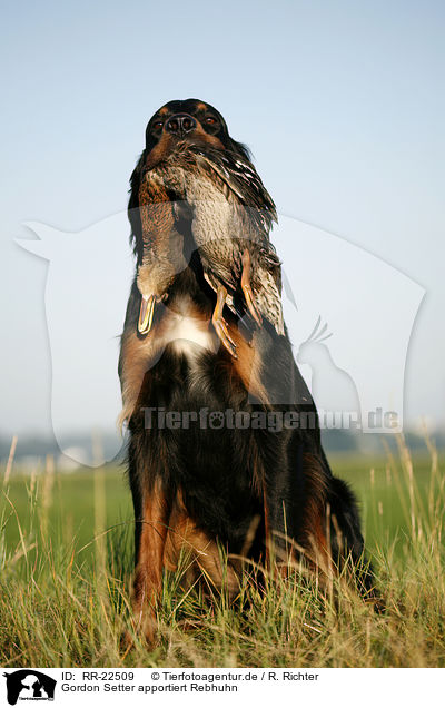 Gordon Setter apportiert Rebhuhn / Gordon Setter retrieves partridge / RR-22509