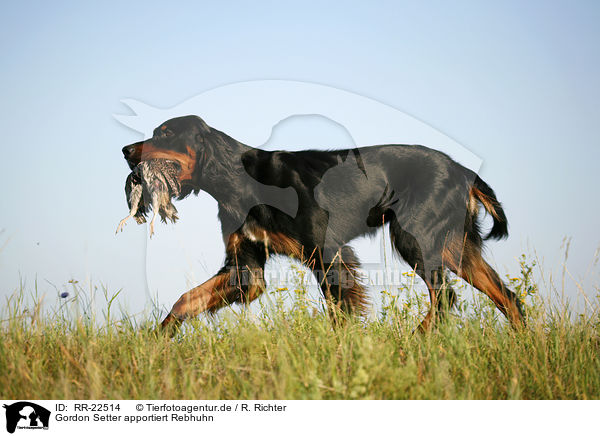 Gordon Setter apportiert Rebhuhn / Gordon Setter retrieves partridge / RR-22514