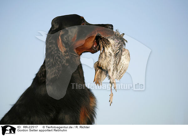 Gordon Setter apportiert Rebhuhn / RR-22517