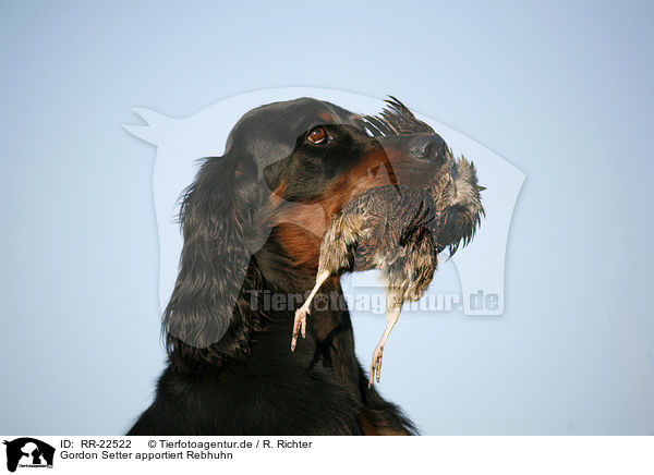 Gordon Setter apportiert Rebhuhn / RR-22522