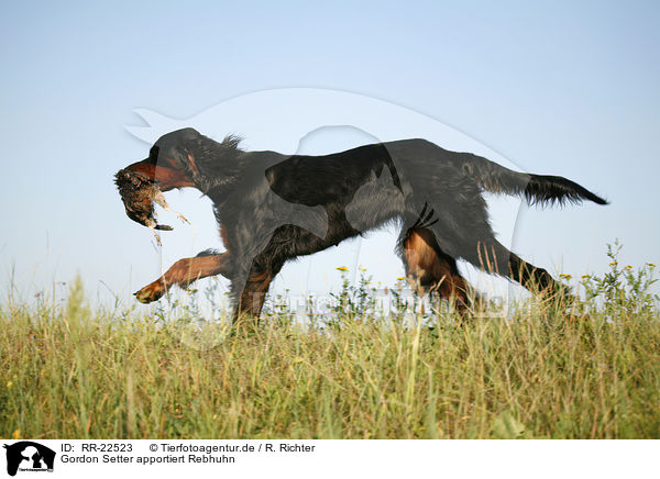 Gordon Setter apportiert Rebhuhn / RR-22523