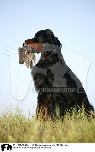 Gordon Setter apportiert Rebhuhn / RR-22524