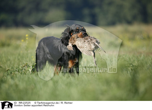Gordon Setter apportiert Rebhuhn / Gordon Setter retrieves partridge / RR-22525