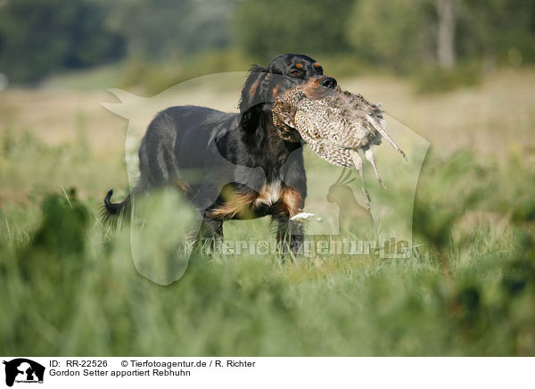 Gordon Setter apportiert Rebhuhn / Gordon Setter retrieves partridge / RR-22526