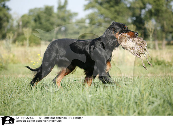 Gordon Setter apportiert Rebhuhn / RR-22527