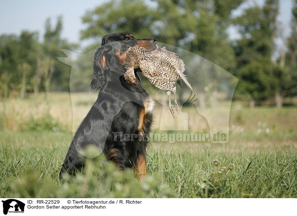 Gordon Setter apportiert Rebhuhn / Gordon Setter retrieves partridge / RR-22529