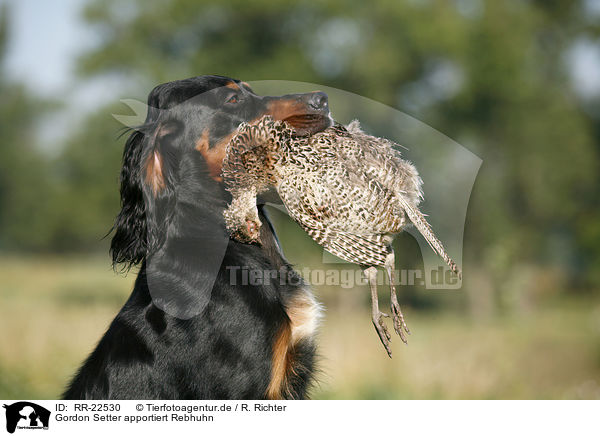 Gordon Setter apportiert Rebhuhn / Gordon Setter retrieves partridge / RR-22530