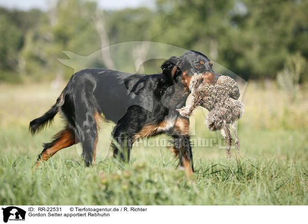 Gordon Setter apportiert Rebhuhn / RR-22531