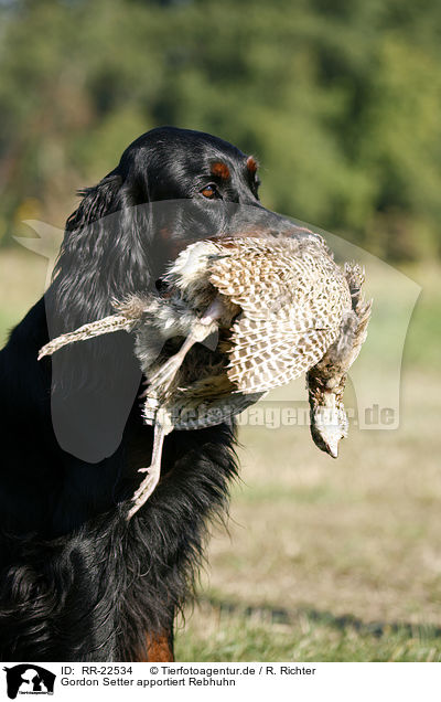 Gordon Setter apportiert Rebhuhn / Gordon Setter retrieves partridge / RR-22534