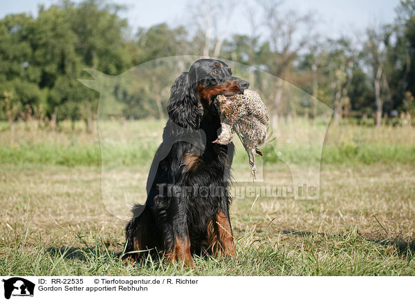 Gordon Setter apportiert Rebhuhn / Gordon Setter retrieves partridge / RR-22535
