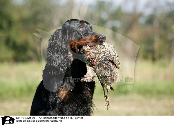 Gordon Setter apportiert Rebhuhn / RR-22536