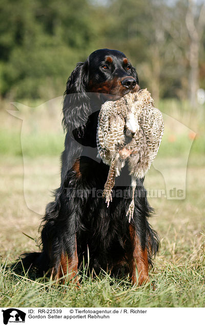 Gordon Setter apportiert Rebhuhn / Gordon Setter retrieves partridge / RR-22539