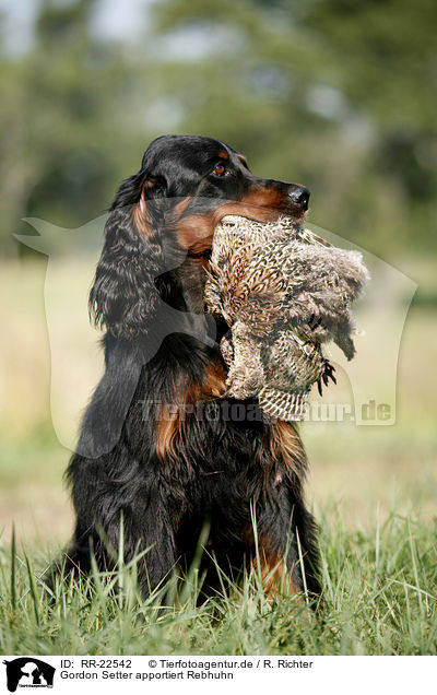 Gordon Setter apportiert Rebhuhn / Gordon Setter retrieves partridge / RR-22542