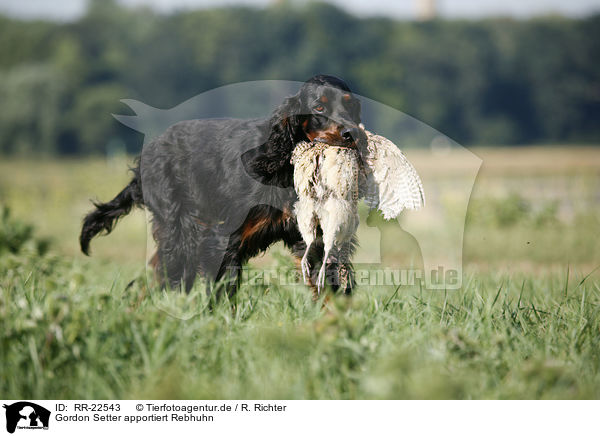 Gordon Setter apportiert Rebhuhn / RR-22543