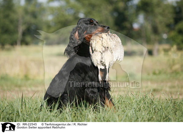 Gordon Setter apportiert Rebhuhn / RR-22545