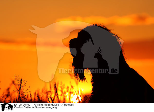 Gordon Setter im Sonnenuntergang / JH-06192