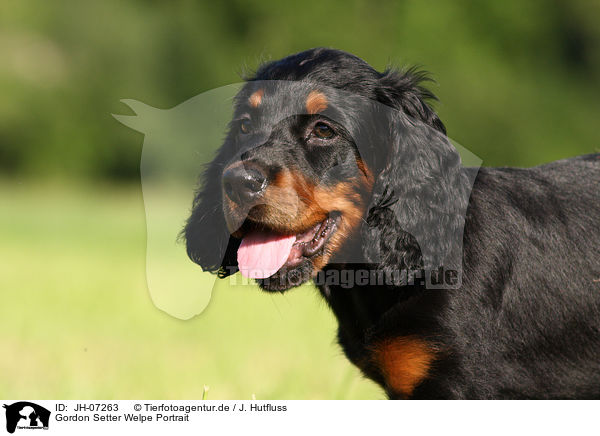 Gordon Setter Welpe Portrait / JH-07263