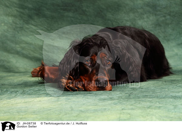 Gordon Setter / JH-08738