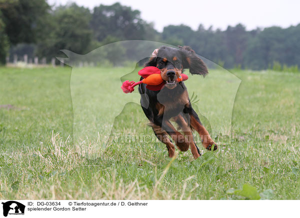 spielender Gordon Setter / DG-03634
