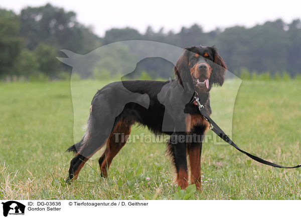 Gordon Setter / DG-03636