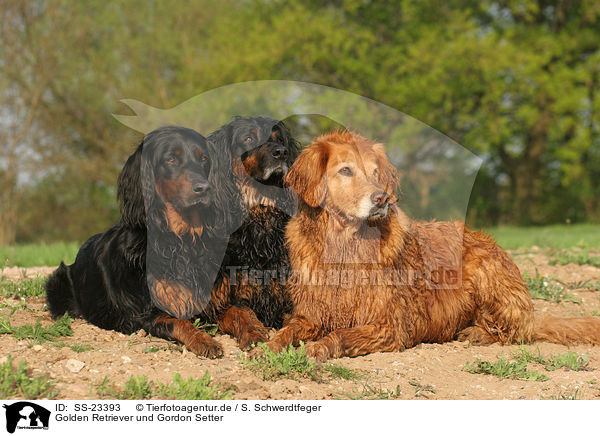 Golden Retriever und Gordon Setter / Golden Retriever and Gordon Setter / SS-23393