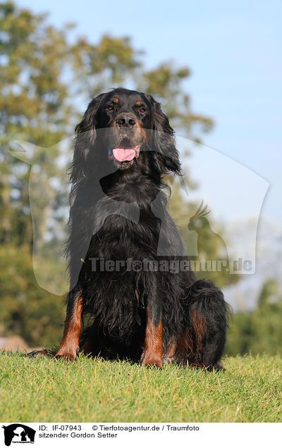 sitzender Gordon Setter / IF-07943