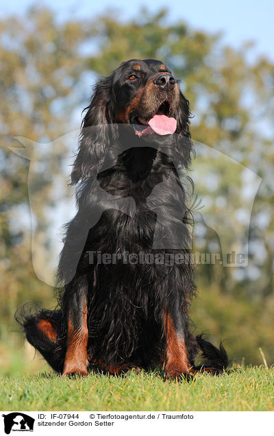 sitzender Gordon Setter / IF-07944