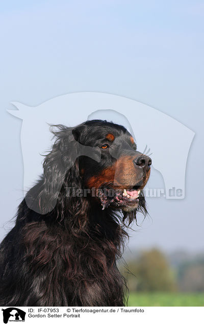 Gordon Setter Portrait / IF-07953