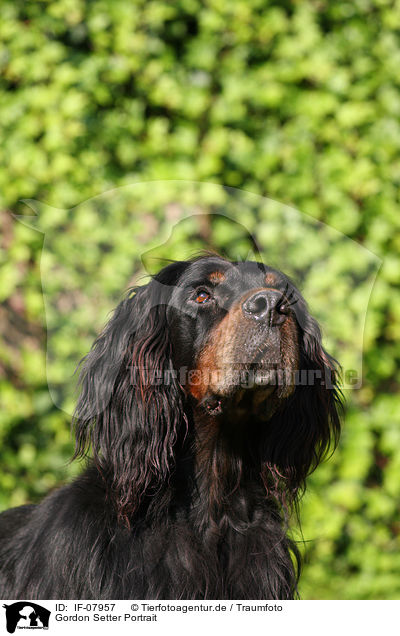 Gordon Setter Portrait / IF-07957