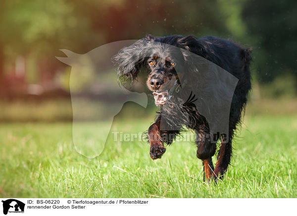 rennender Gordon Setter / BS-06220
