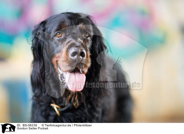 Gordon Setter Portrait / BS-06239