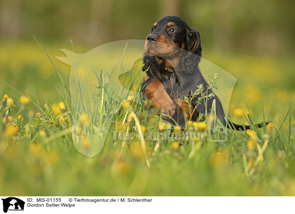 Gordon Setter Welpe / MIS-01155