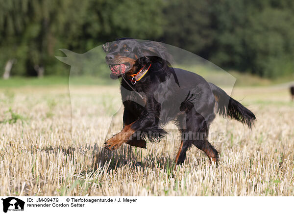 rennender Gordon Setter / JM-09479