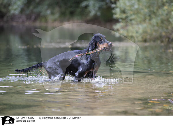 Gordon Setter / Gordon Setter / JM-15202