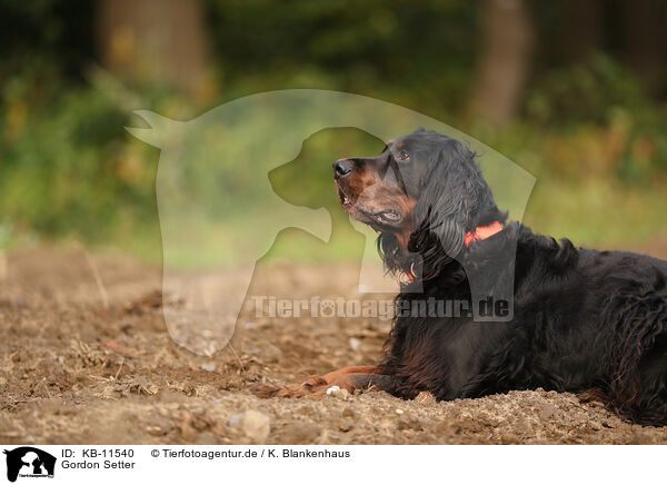 Gordon Setter / KB-11540