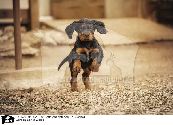 Gordon Setter Welpe / Gordon Setter puppy / KAS-01302