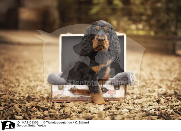 Gordon Setter Welpe / Gordon Setter puppy / KAS-01309