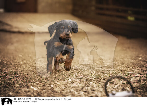 Gordon Setter Welpe / Gordon Setter puppy / KAS-01324