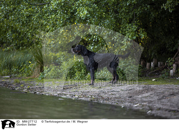 Gordon Setter / MW-27712