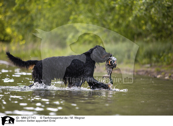Gordon Setter apportiert Ente / Gordon Setter retrieves duck / MW-27743