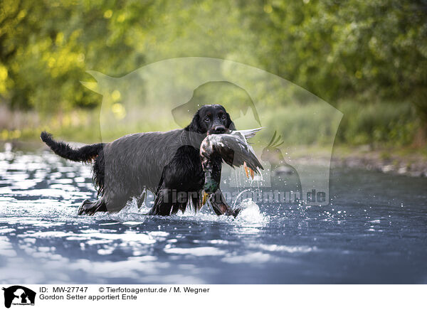 Gordon Setter apportiert Ente / Gordon Setter retrieves duck / MW-27747