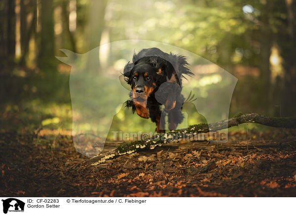 Gordon Setter / CF-02283