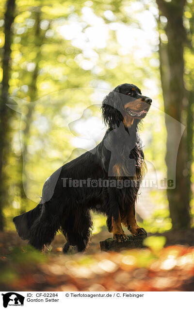 Gordon Setter / CF-02284