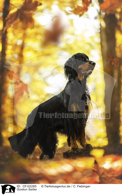 Gordon Setter / Gordon Setter / CF-02285