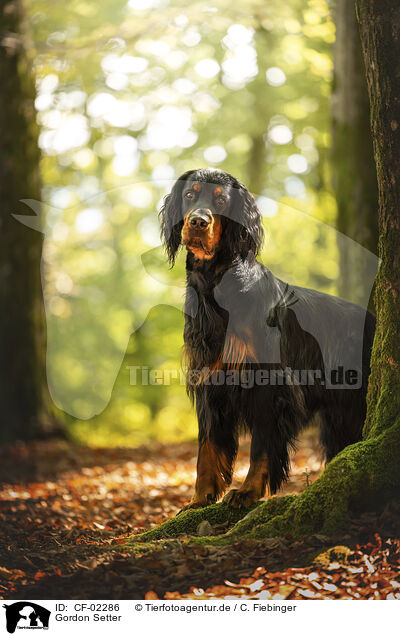 Gordon Setter / CF-02286
