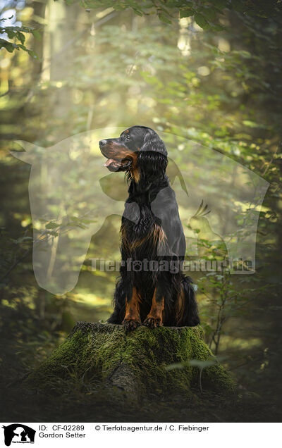 Gordon Setter / CF-02289