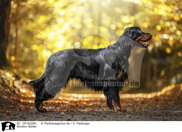 Gordon Setter / CF-02290