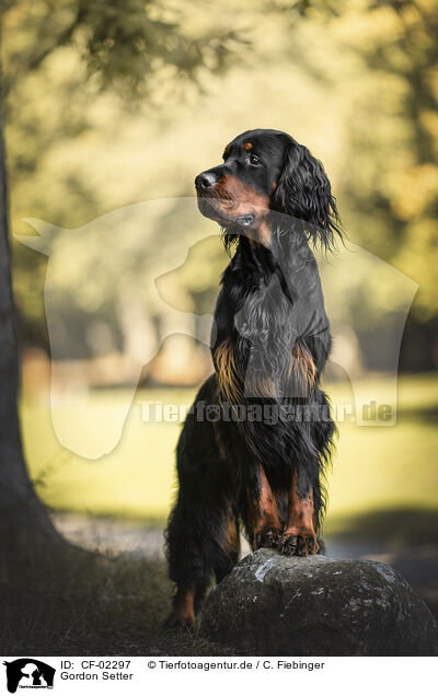Gordon Setter / CF-02297