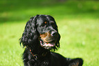 Gordon Setter Portrait